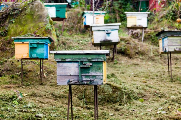 ¿Cómo elegir las mejores plantas para un jardín de invierno en una zona fría?